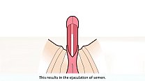 Объяснение мужского оргазма