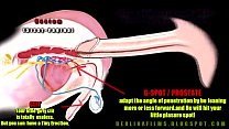 anatomia trans