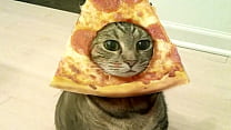 Gato pizza penetrates you
