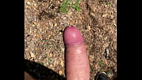 Cum Forest